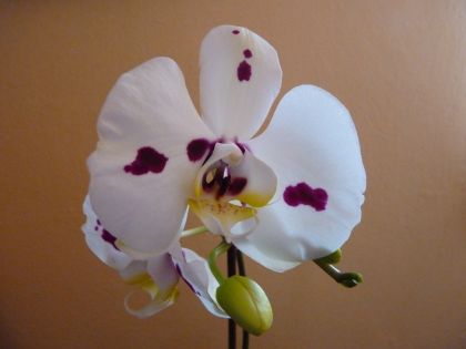 Phalaenopsis hybrid  