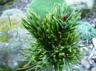 Pinus aristata ´Silver Alibi´