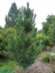 Pinus cembra ´Compacta Glauca´