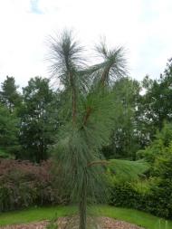 Pinus ponderosa ´Peňaz´
