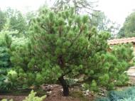 Pinus contorta ´Spaan‘s Dwarf´