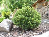 Pinus mugo ´Suzi´