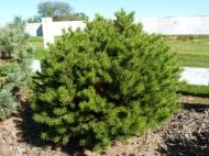 Pinus banksiana ´Manomet´