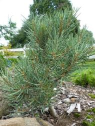 Pinus monophylla ´Tioga Pass´