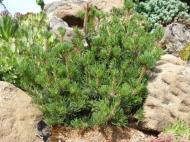 Pinus mugo ´Kudrnáč´ WB