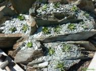 malá vrstevnatá skalka z břidlice - výsadba Lewisii - drenáž u krčku skalniček - břidlice 
