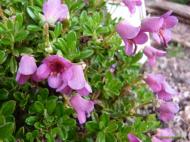 Rhododendron campylogynum var. myrtilloides
