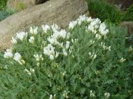 Astragalus angustifolius - kozinec úskolistý