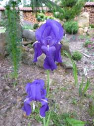 Iris illyrica - kosatec ilyrský 