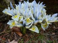 Iris reticulata ´Katharine Hodgkin´
