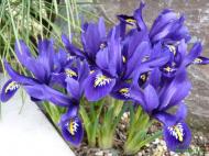 Iris reticulata ´Pixie´