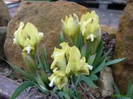 Iris taurica 