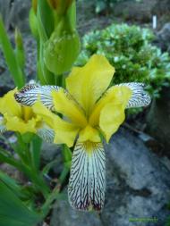 Iris variegata - kosatec různobarvý 